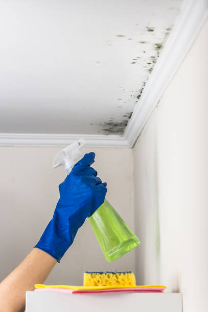 Best Black Mold Removal  in East Massapequa, NY